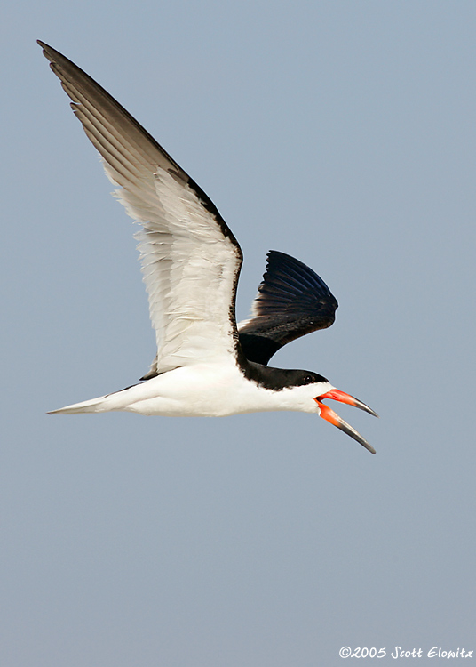 Black Skimmer