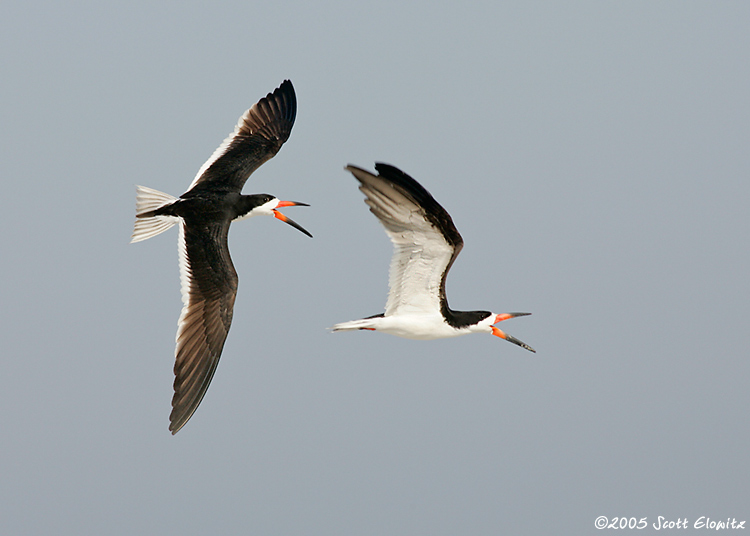 Black Skimmer