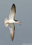 Black Skimmer