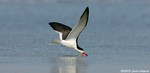 Black Skimmer