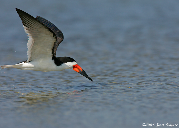 Black Skimmer