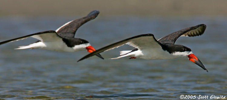 Black Skimmer