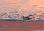 Sanderling