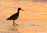 Willet