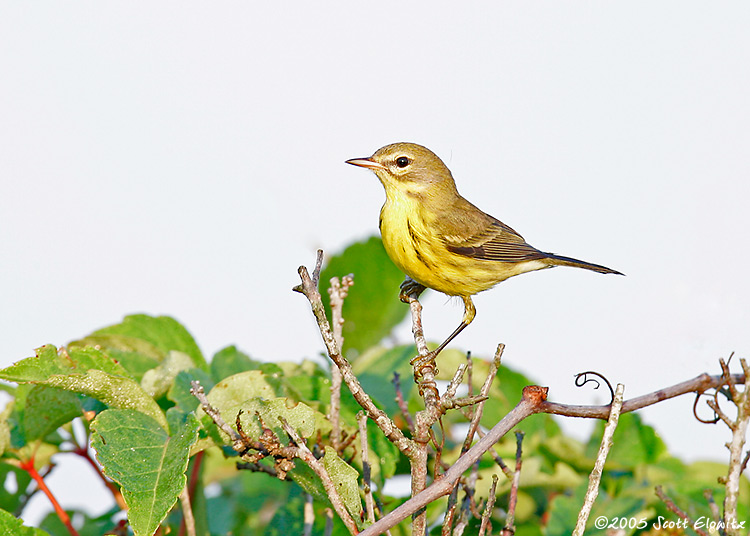 Prairie Warbler