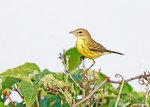 Prairie Warbler