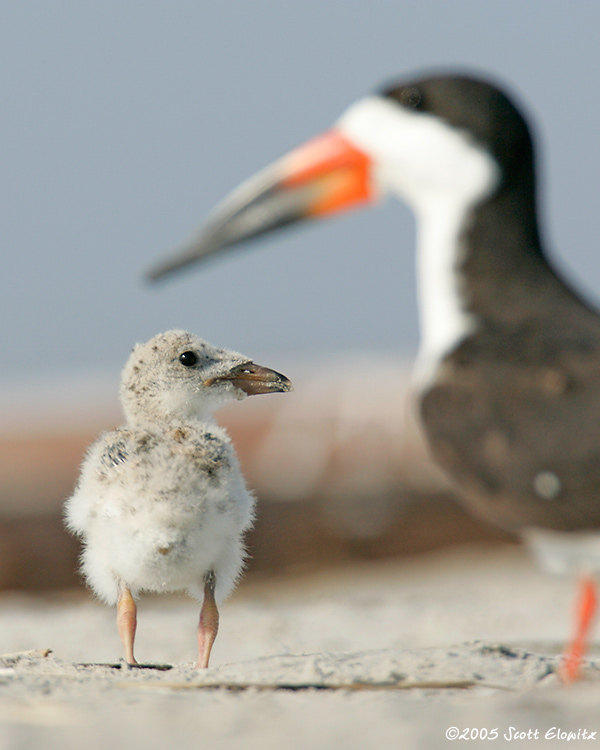 Black Skimmer