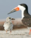 Black Skimmer