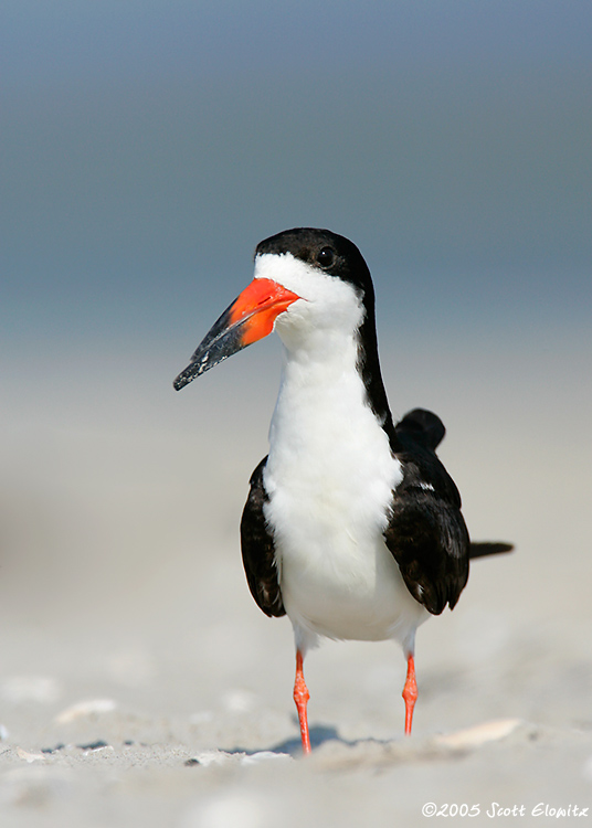 Black Skimmer