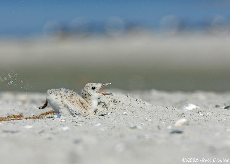 Black Skimmer