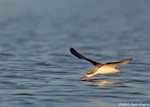 Black Skimmer