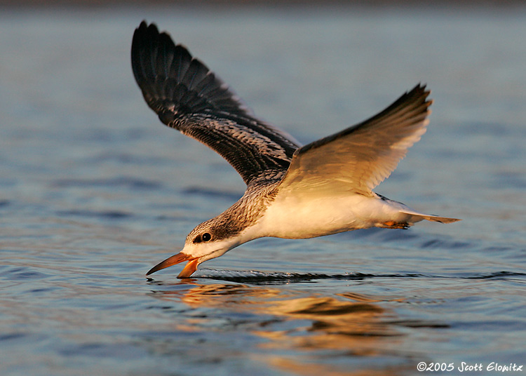 Black Skimmer