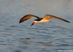 Black Skimmer