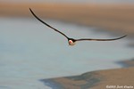 Black Skimmer