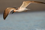 Black Skimmer