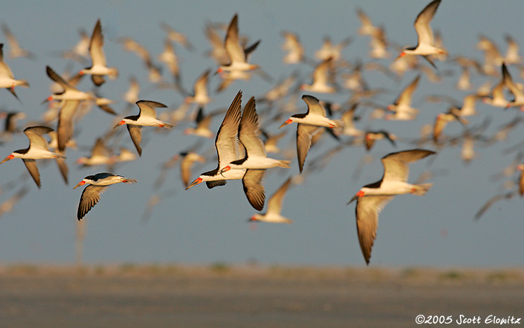 Black Skimmer