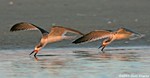 Black Skimmer