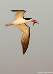 Black Skimmer