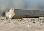 Black Skimmer