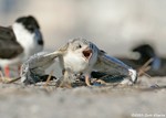 Black Skimmer