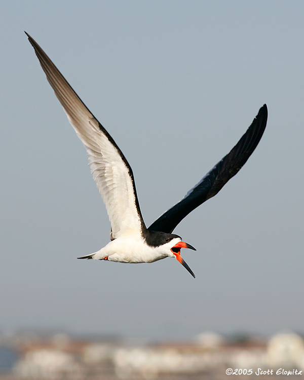 Black Skimmer