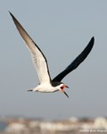 Black Skimmer