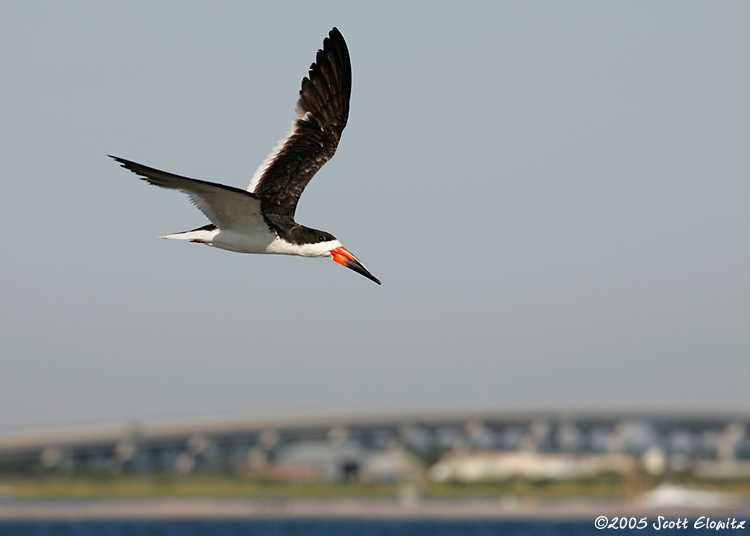 Black Skimmer