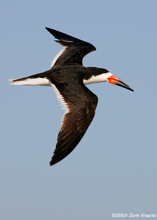 Black Skimmer