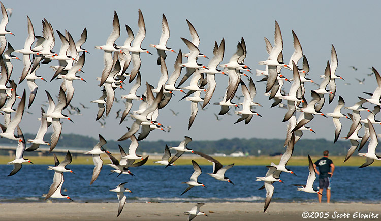 Black Skimmer