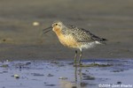 Red Knot