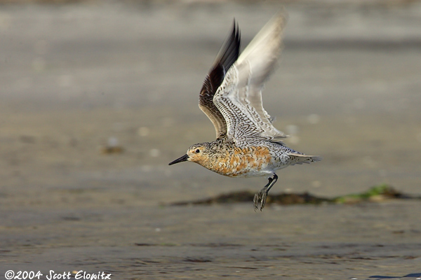 Red Knot