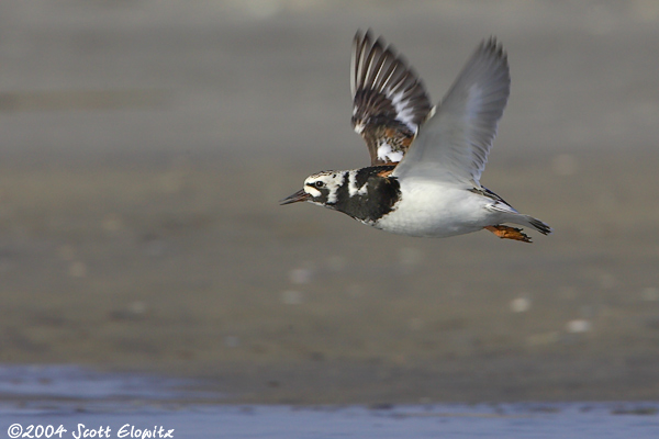 Ruddy Turnstone