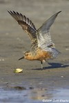 Red Knot