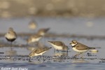 Semipalmated Sandpiper & Semipalmated Plover