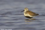 Dunlin