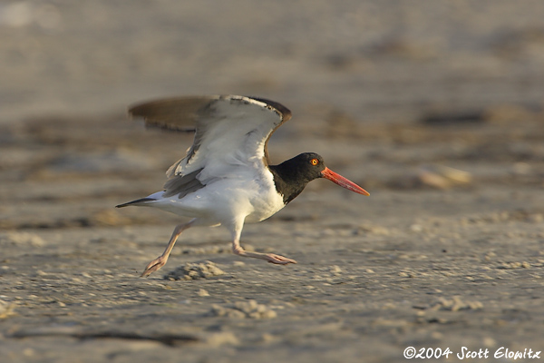 American Oystercatcher