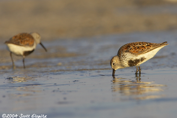 Dunlin