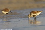 Dunlin