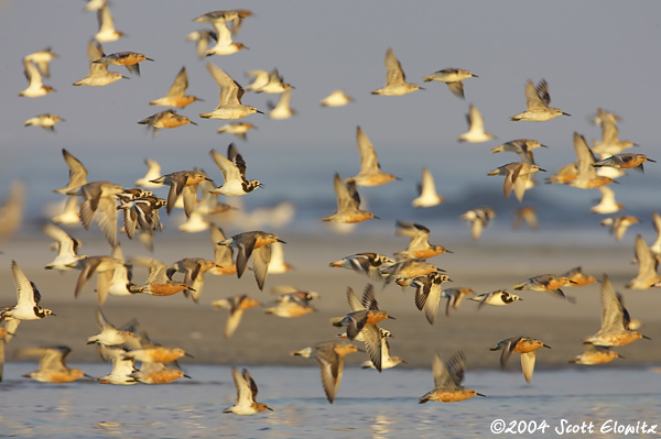 Red Knot & Ruddy Turnstone 