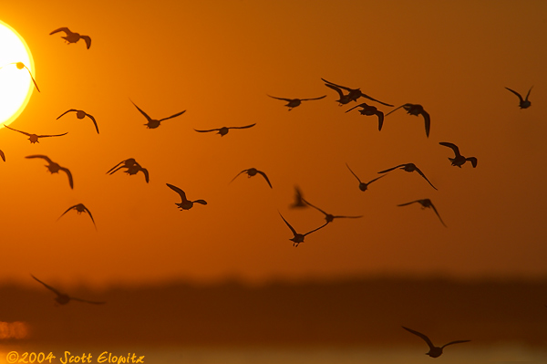 Birds in flight