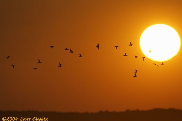 Flight into the sun