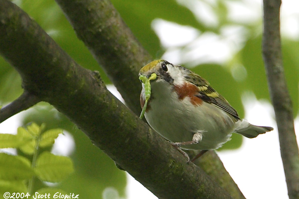 Chestnut-sided Warbler