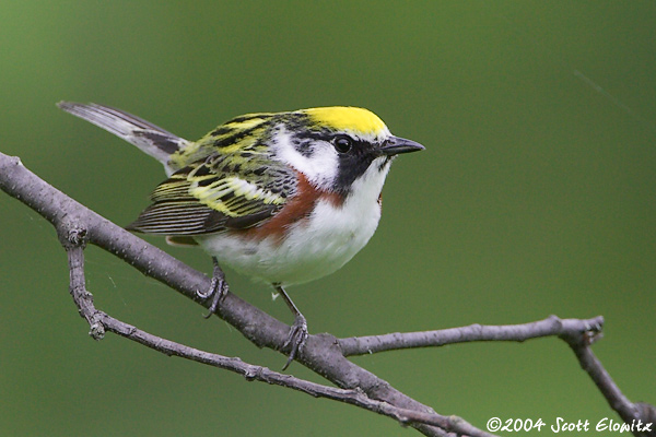 Chestnut-sided Warbler