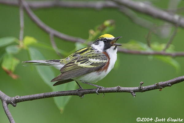 Chestnut-sided Warbler