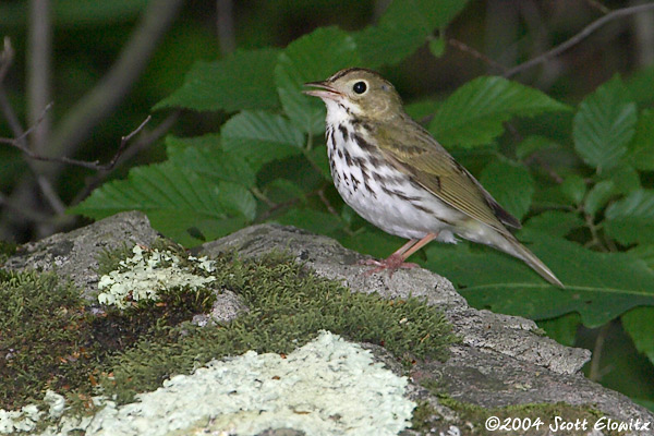 Ovenbird