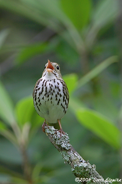 Ovenbird