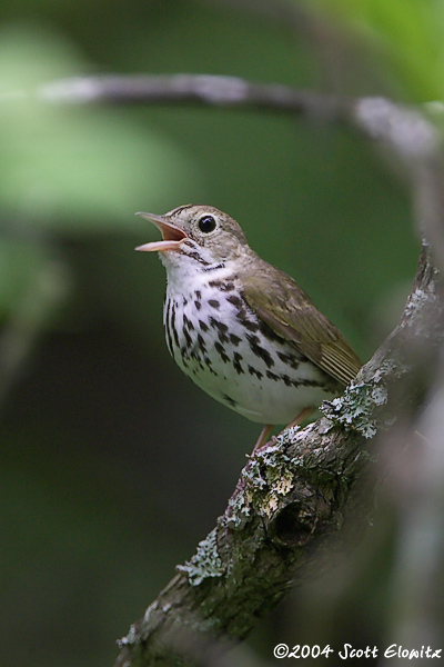 Ovenbird