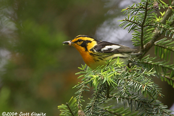 Blackburnian Warbler