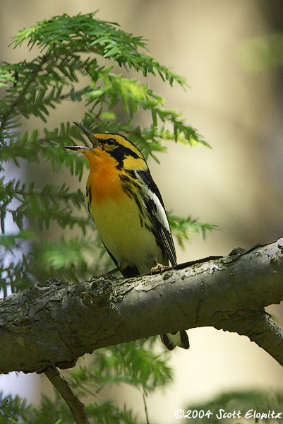 Blackburnian Warbler