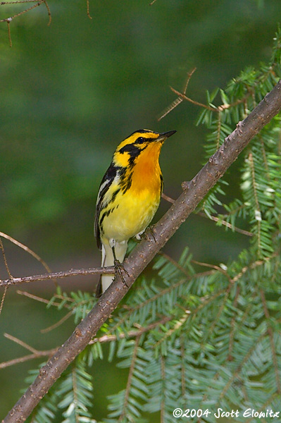 Blackburnian Warbler